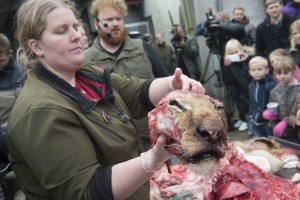 DENMARK-ANIMALS-ZOO-LION-DISSECTION