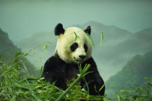 Panda-Gigante