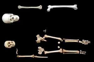 hobbit-homo-floresiensis-2