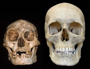 hobbit-homo-floresiensis-6